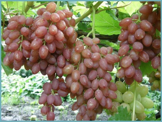 сорта винограда