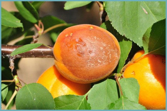 болезни абрикоса