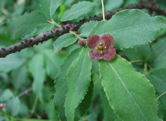 Бересклет посадка и уход, фото сортов, выращивание и размножение ...