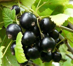 выращивание черной смородины