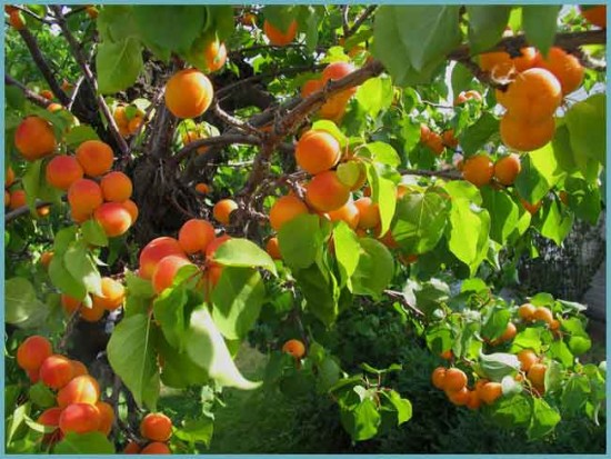 выращивание абрикосов из косточки