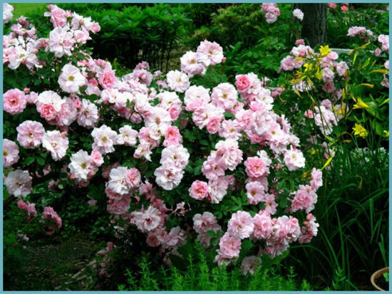 сорта парковых роз