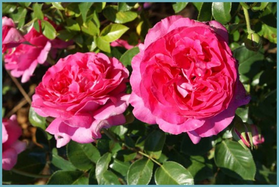 сорта розы флорибунда