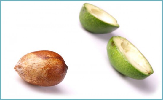 как вырастить авокадо
