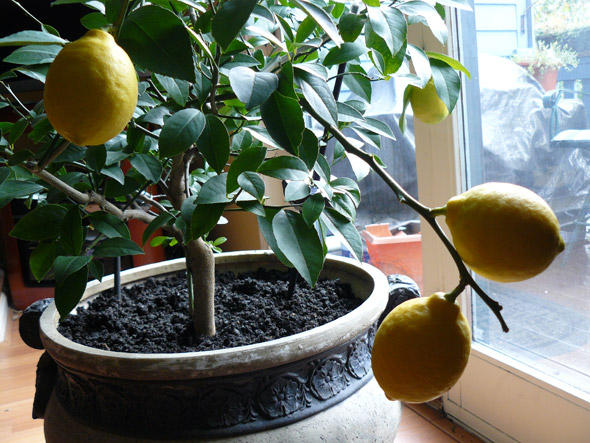 выращивание лимона