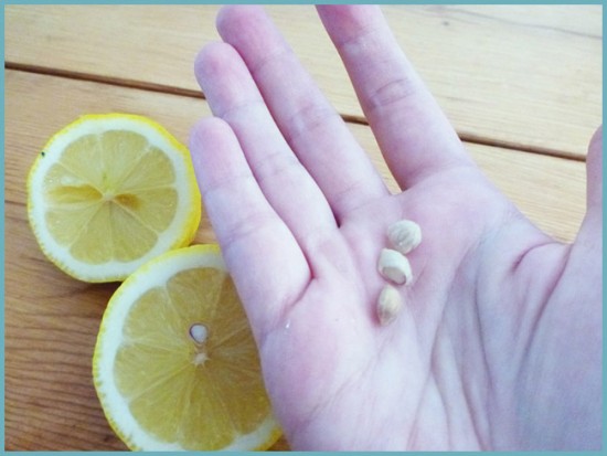 как посадить лимон из косточек