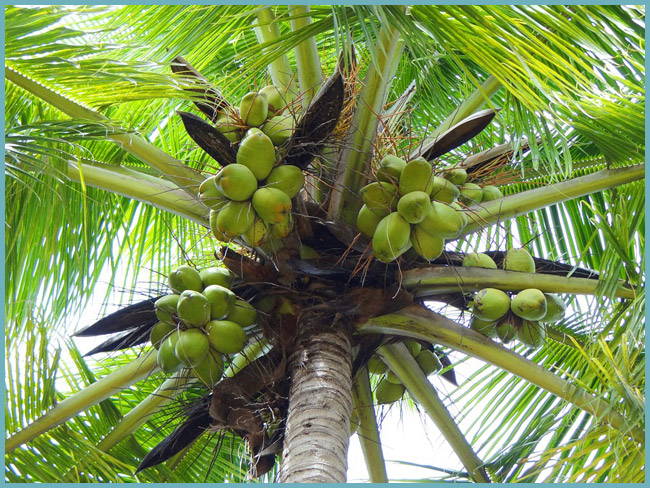 Сколько места нужно кокосовой пальме?