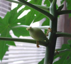растущая папайя
