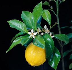 опадают листья лимона