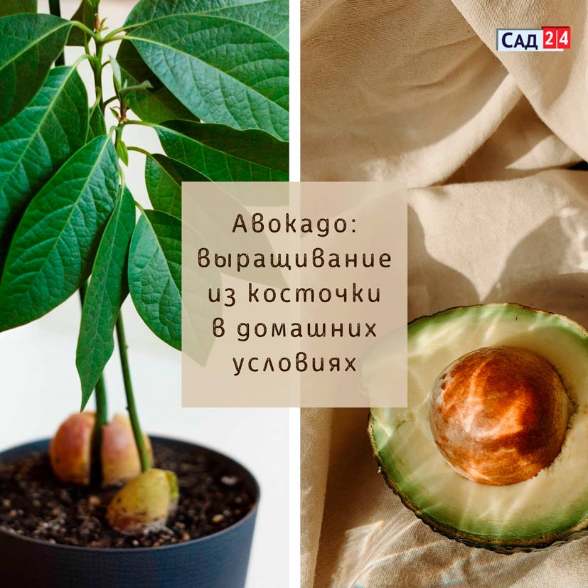 Авокадо выращивание-из-косточки-в-домашних-условиях
