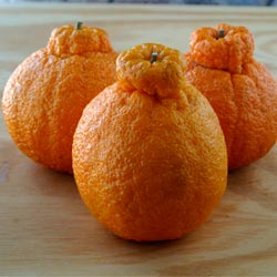 гибрид мандарина и апельсина