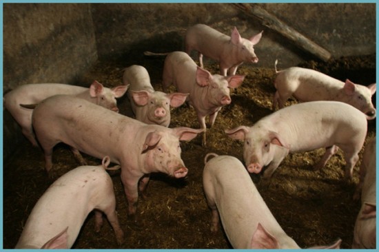 применение свинного навоза