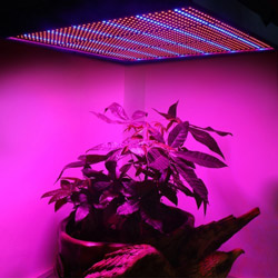 Светодиодная лампа для растений 100W 