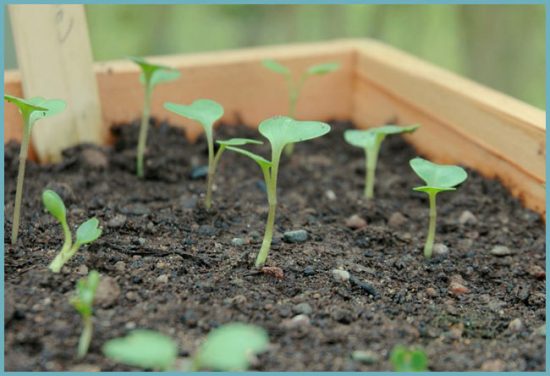 как посадить капусту
