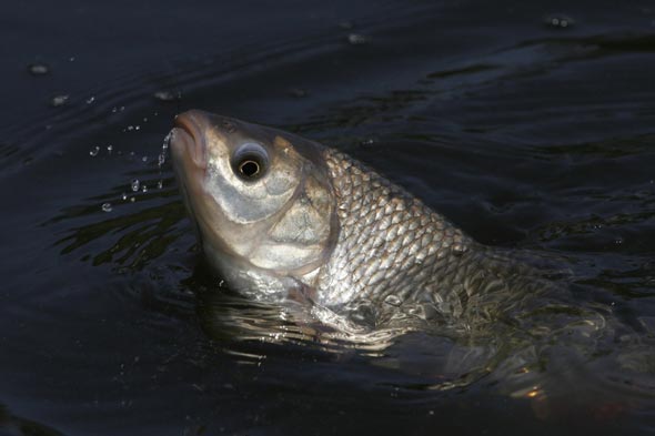 Как засолить речную рыбу