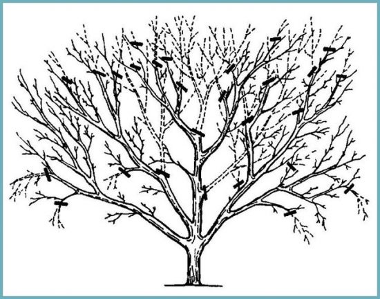 план обрезки вишневого дерева