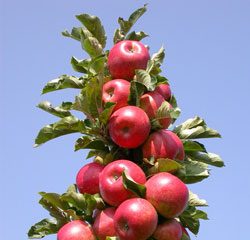 сорта колоновидных яблонь