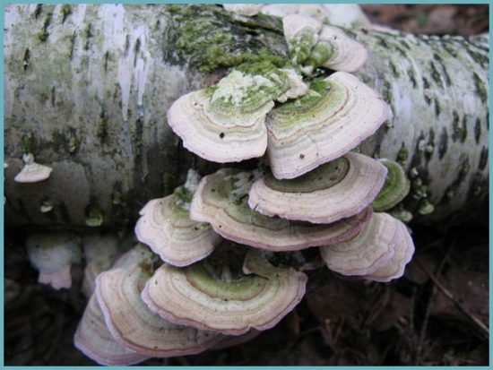 вредоносные грибы