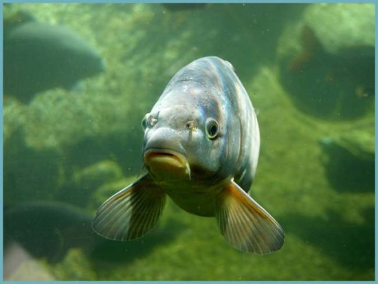 рыба в искусственном водоеме