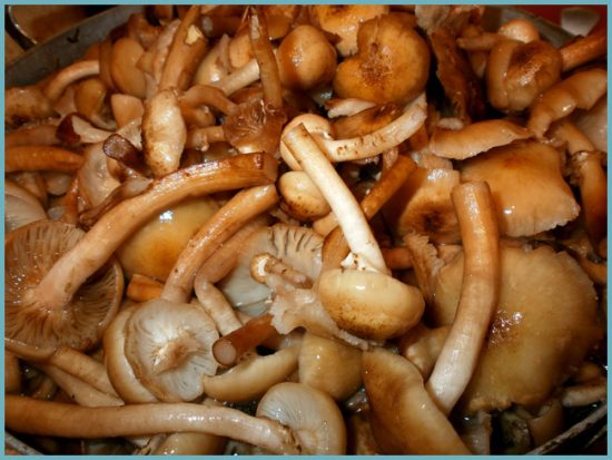заготовки из грибов