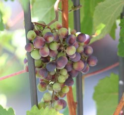 Шпалера для винограда своими руками: как сделать опору под виноградник