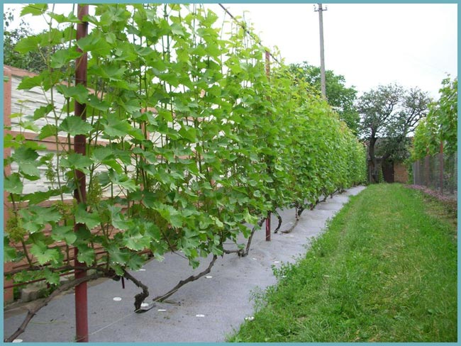Шпалера для винограда: выбор типа конструкции, чертежи и схемы, постройка, нюансы