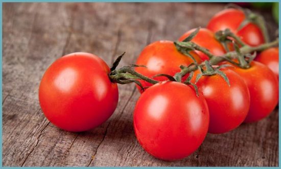 условия для выращивания томатов