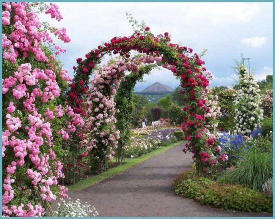 арка для роз