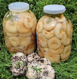 Маринуем и солим грибы. Как сохранить вкус, цвет и аромат