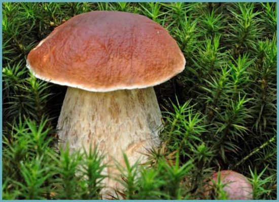 где растут белые грибы
