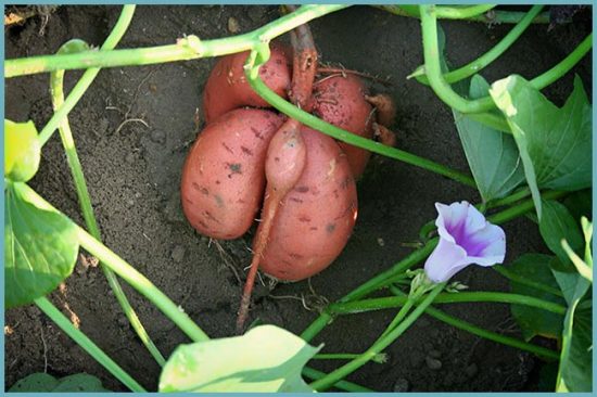 как выращивать сладкий картофель