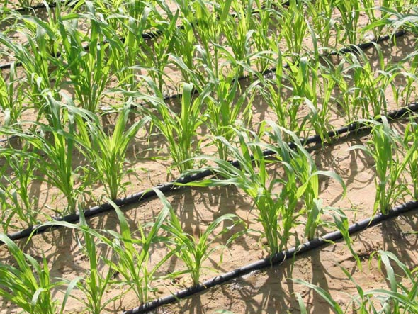 Кукуруза: как и когда сажать кукурузу в открытый грунт, посадка и уход,выращивание, фото
