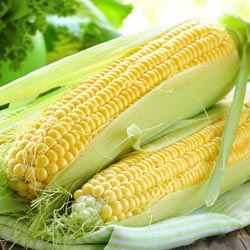 Как посадить кукурузу