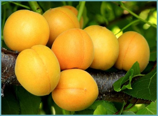 сорта абрикос