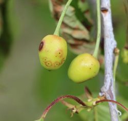 болезни вишни