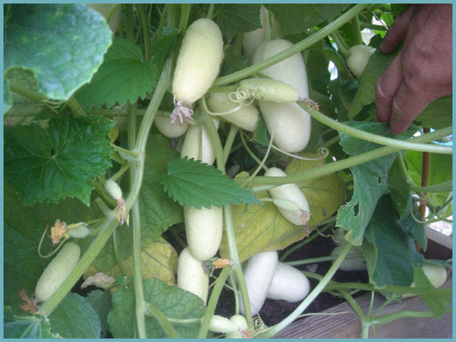 белые огурцы: лучшие сорта и гибриды для выращивания в теплице (описание +фото)