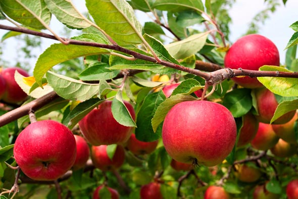 Сорта карликовых яблонь