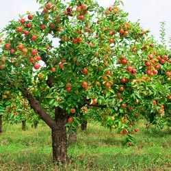 Сорта карликовых яблонь