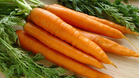 Сорт моркови Канада