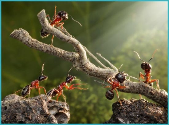 как бороться с муравьями