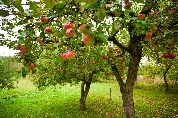 Обработка яблонь весной