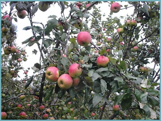 сорта яблонь