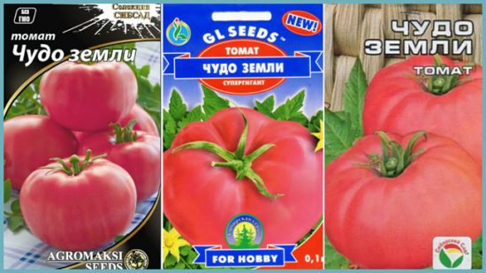 выращивание томатов