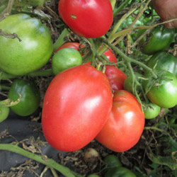 Сорт томатов Петруша-огородник