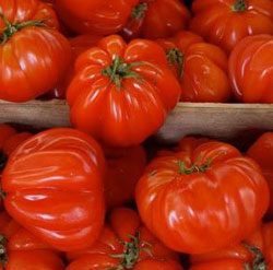 Сорт томатов Пузата хата