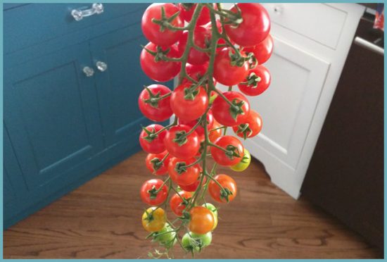 новые сорта томатов