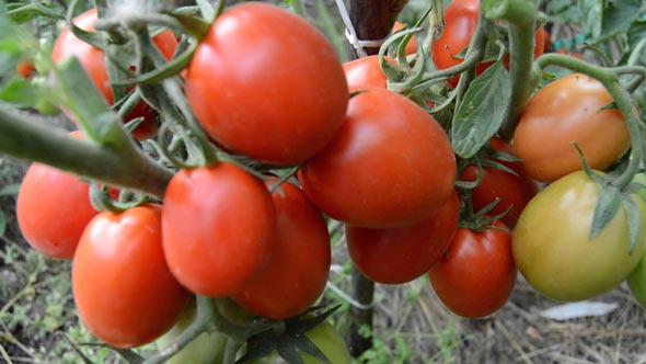 Сорт томатов Рио-Гранде