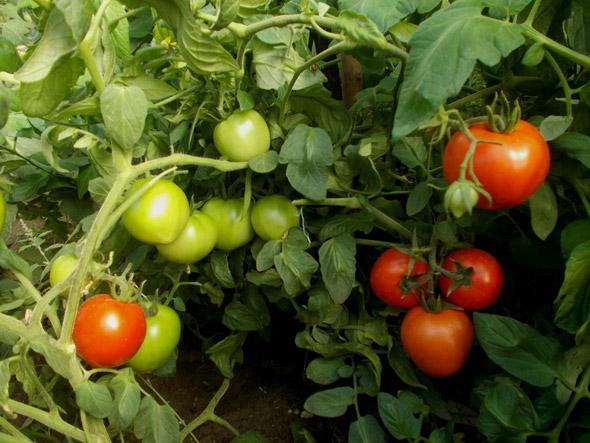 Урожайность томата сорта Санька: какие результаты можно ожидать?