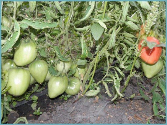 томаты в открытом грунте