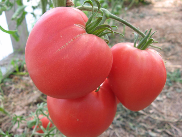 Сорт томатов Воловье сердце